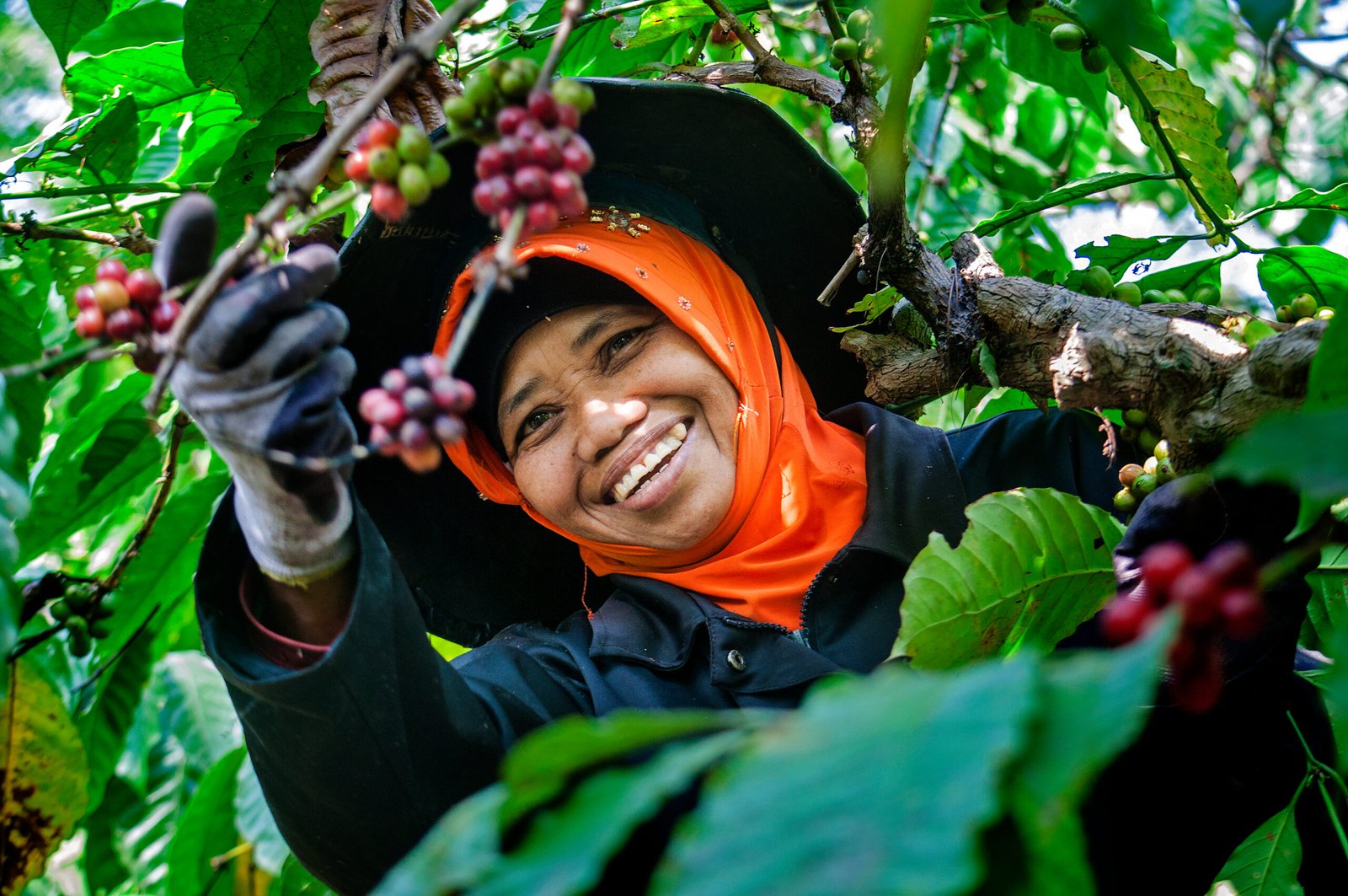 banaran,coffee,village,near,the,city,of,semarang,in,central