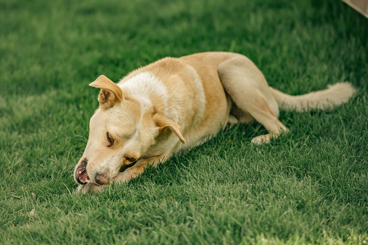 core-values Adorable tan dog enjoys a sunny day outdoors while chewing on grass, showcasing playful and natural behavior.